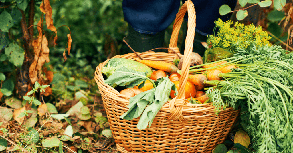 harvesting organic vegetables