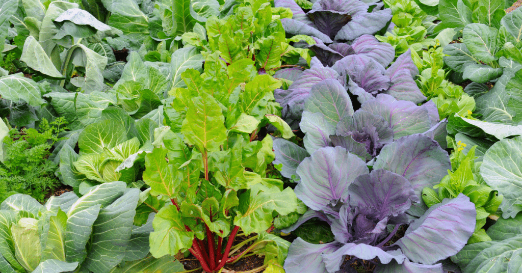 vegetables for winter gardening