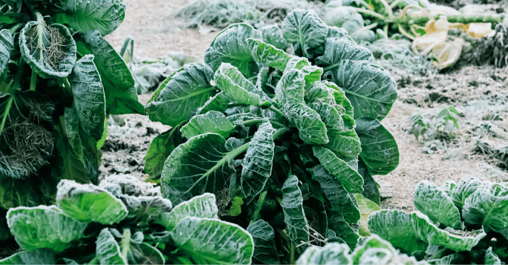 winter gardendening