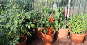apartment gardening