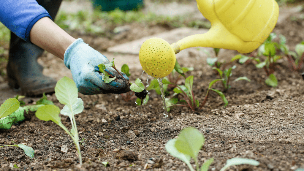green gardening by watering wisely