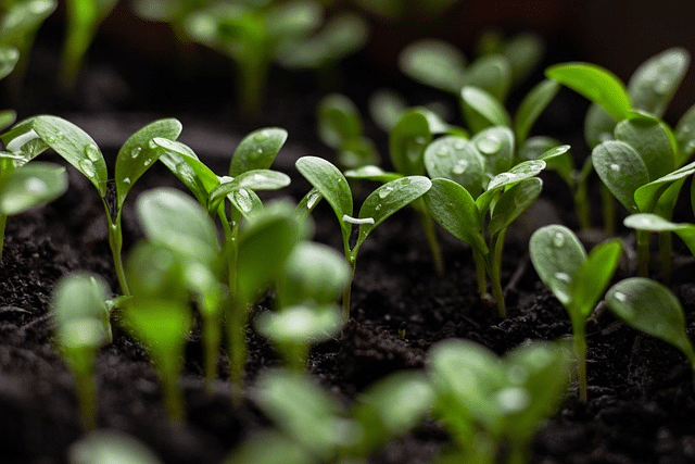 young seedlings