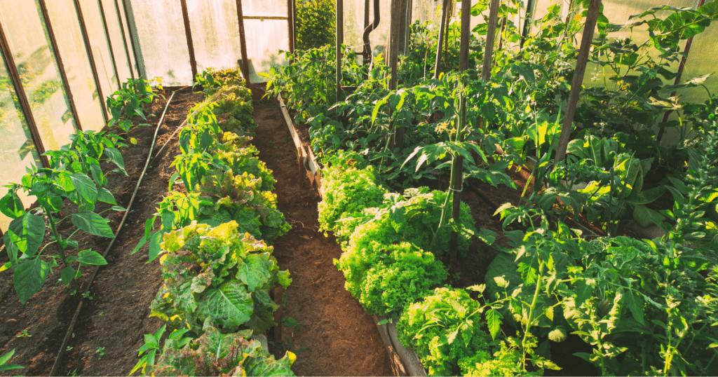 plants in a greenhouse