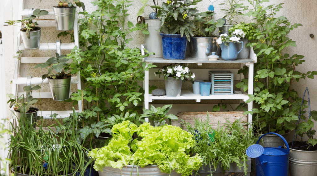 Growing Vegetables Indoors