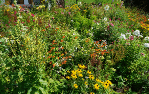 Native Gardening