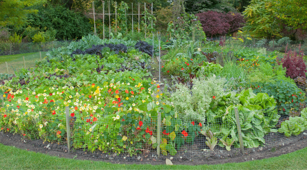 turning lawn into garden