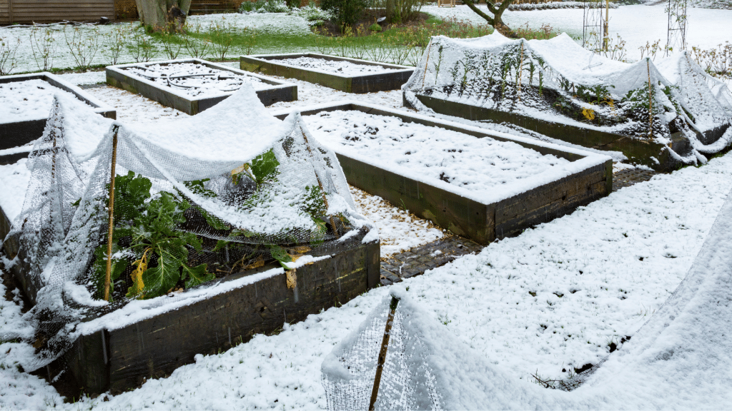 Winter Vegetable Gardening